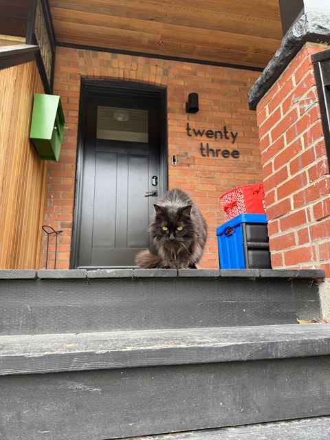 Found cat in Toronto