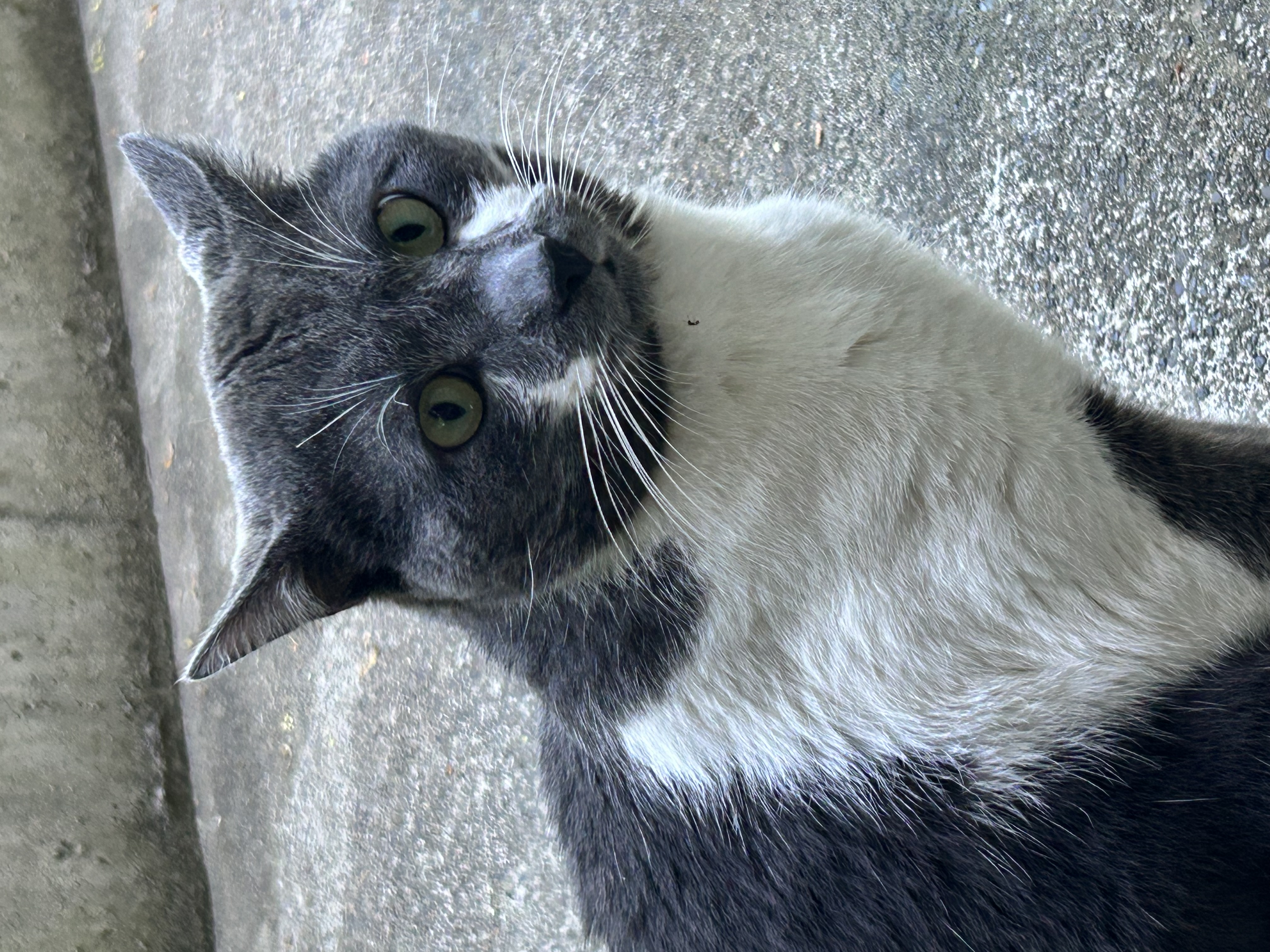 Found Grey and white grown male cat with green eyes. Came up to me, very friendly no collar not neutered. Meows to come inside the house. in Surrey