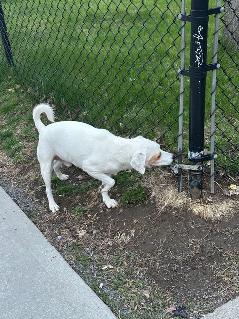 Chien trouvé à Montréal