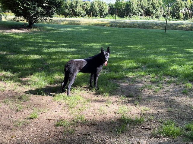 Found dog in Abbotsford