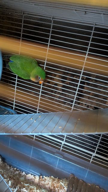 Found bird in North Vancouver