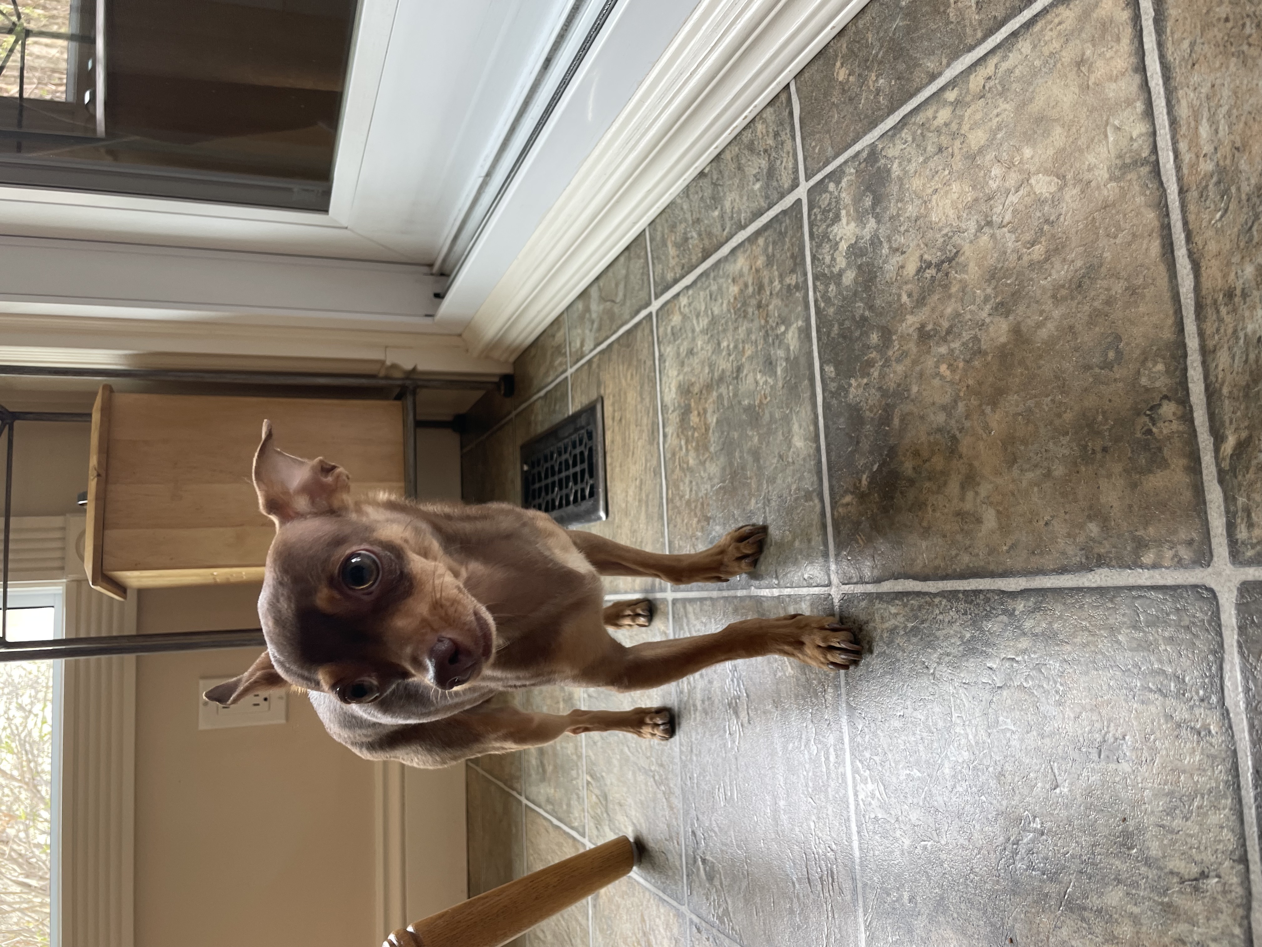 Found Brown Miniature pincer found in Dalhousie this afternoon may 6th. in Calgary