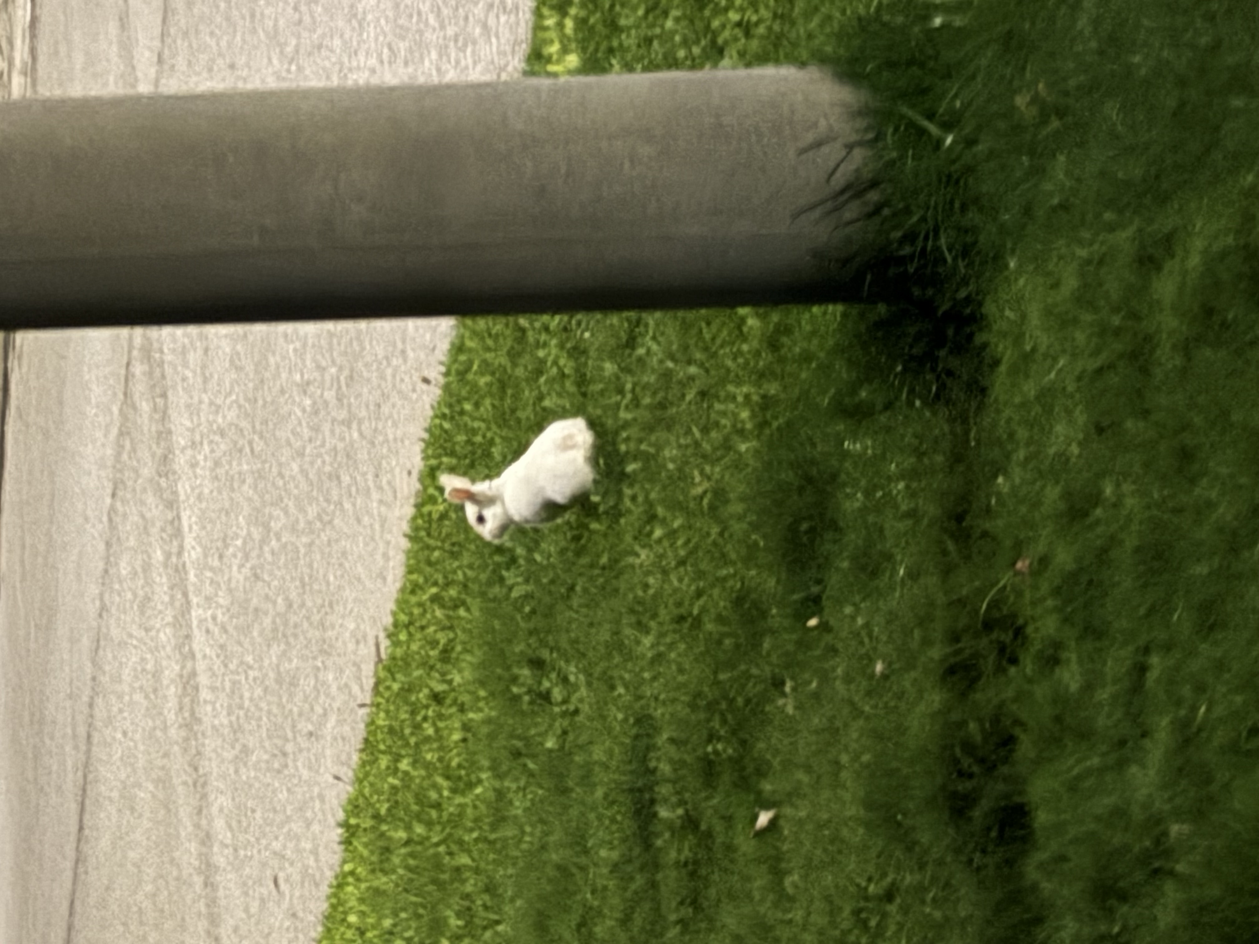 Found I was out for a walk and found someone’s lost bunny at around 9:30PM on Thursday night.  It was last seen near Red Cardinal Trail and Lupine Crescent. I spent quite a while trying to catch it, but unfortunately it ran off into someone’s backyard. The homeowner said the rabbit then went into the ravine behind the houses. The rabbit had a calm demeanour but obviously very frightened . 

Just wanted to share some information that might help. I hope your bunny is found soon ❤️ in Richmond Hill
