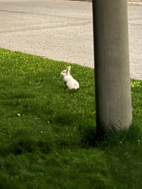Found rabbit in Richmond Hill