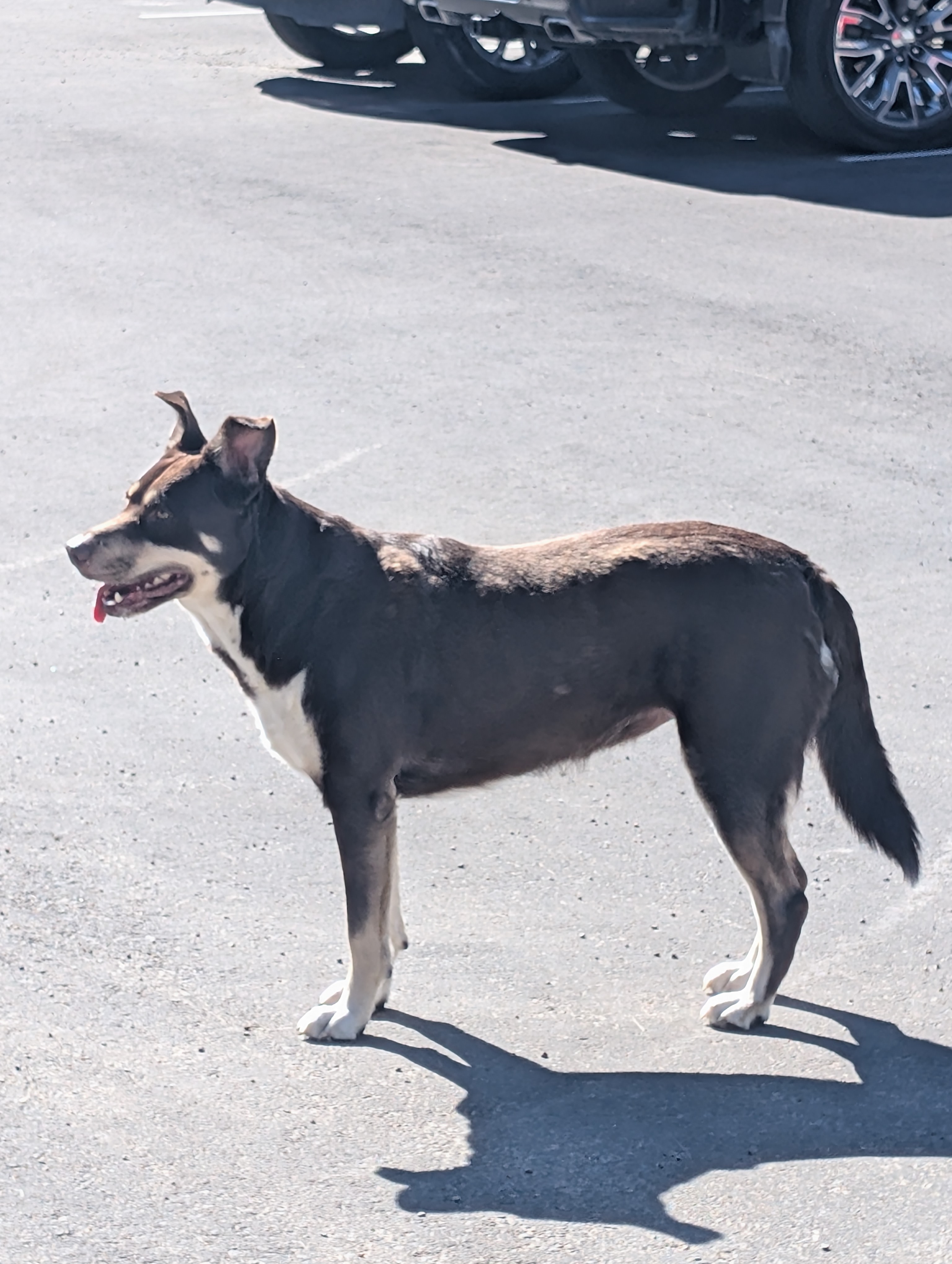 Found We could not get near enough to the dog. He was at the corner of spruce drive and cedar crescent. I think he may have come up from the river valley. in Calgary