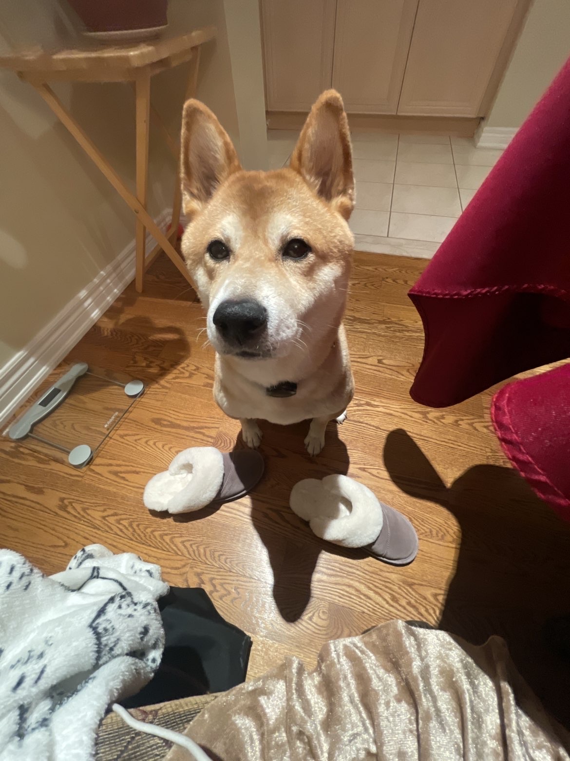 Lost Shiba tan named Clover in Oakville