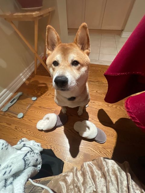 Lost Shiba tan named Clover in Oakville