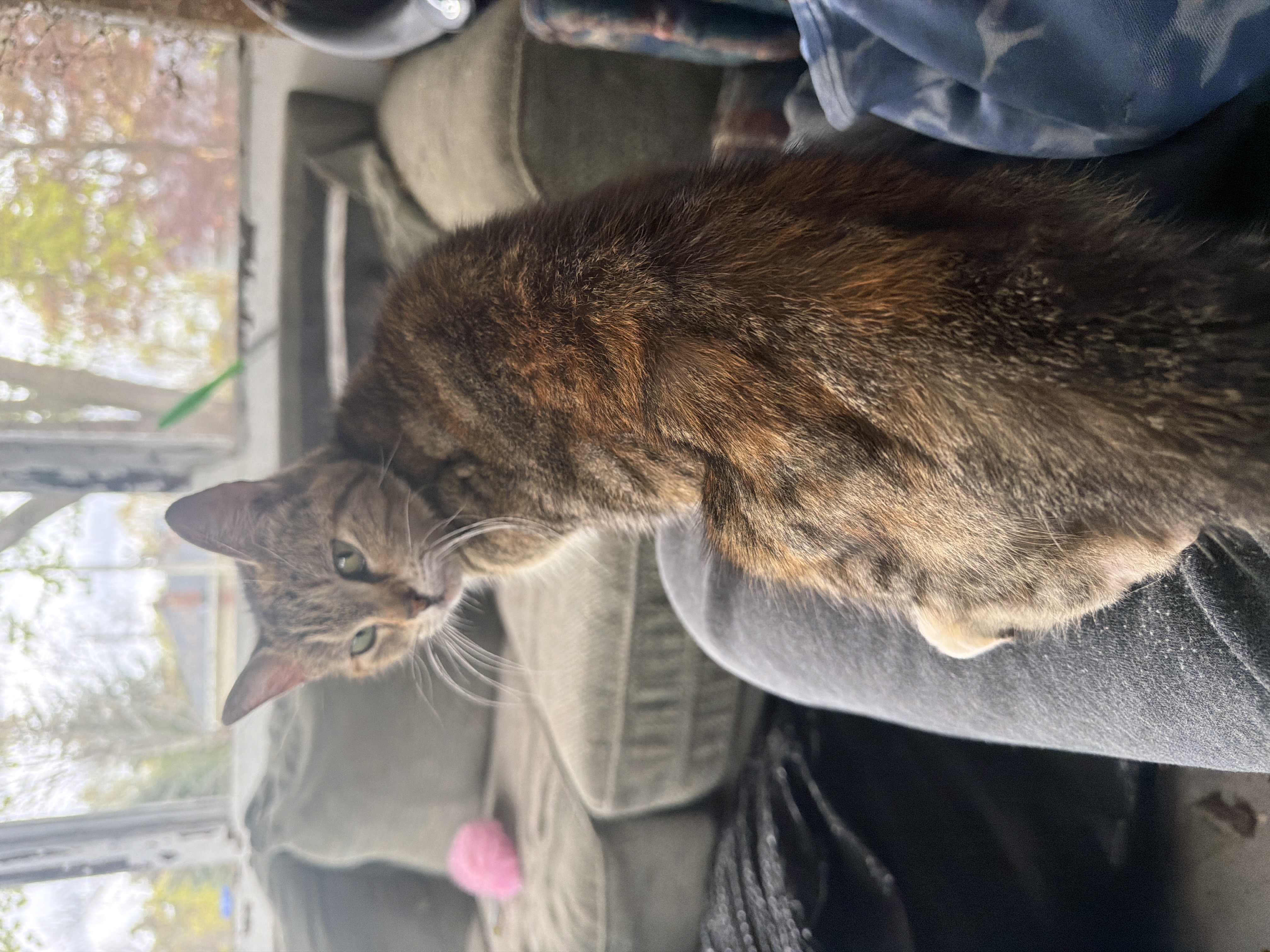 Found Cat in Ottawa