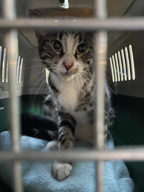 Chat trouvé à Montréal