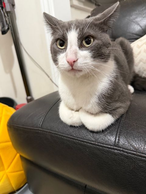 Found cat in Ottawa