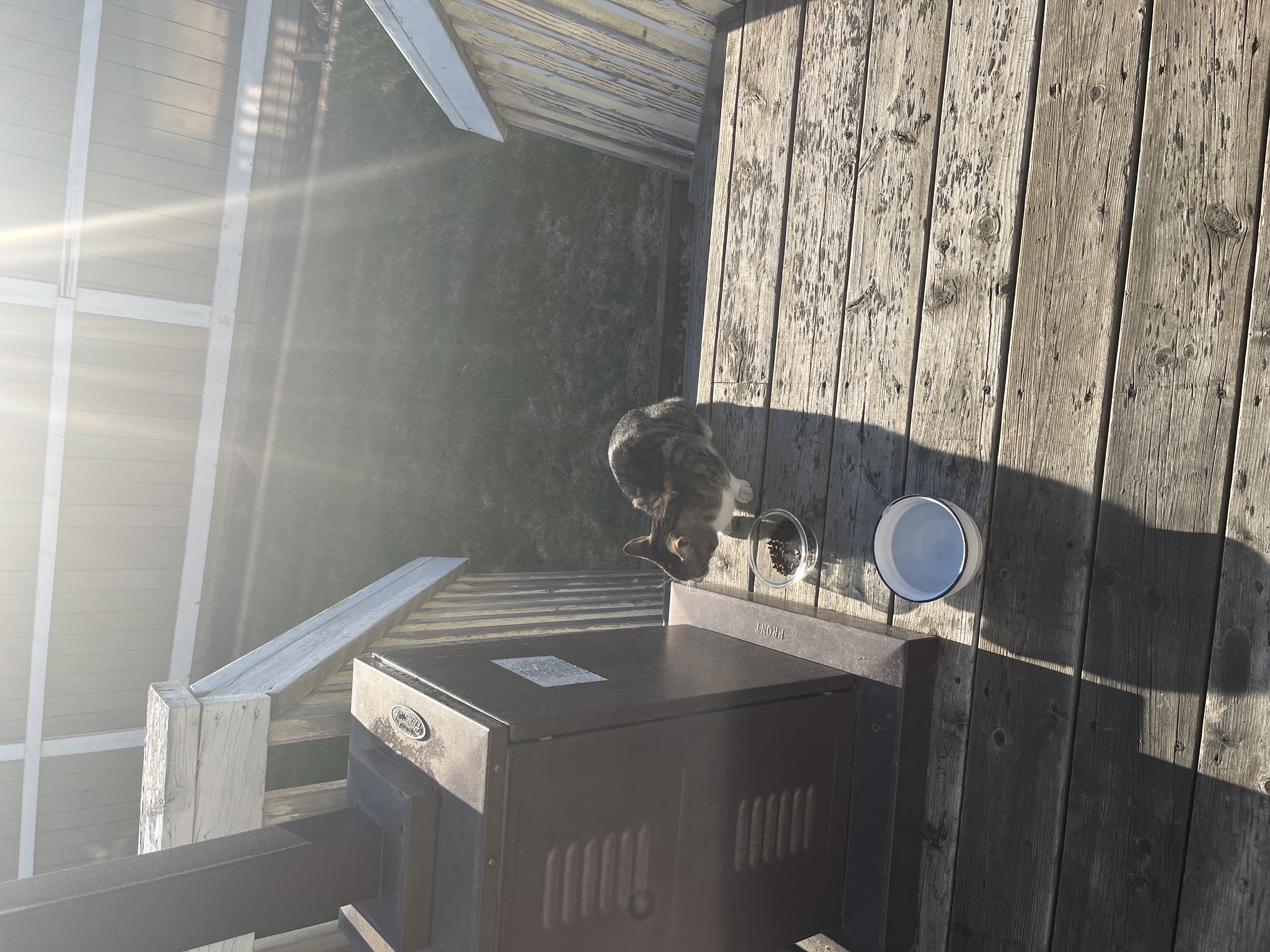 Found Been hanging around for a few days
I’m morning’s on our deck
A bit skittish
Was hungry in Edmonton