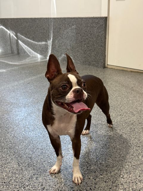 Chien trouvé à Calgary