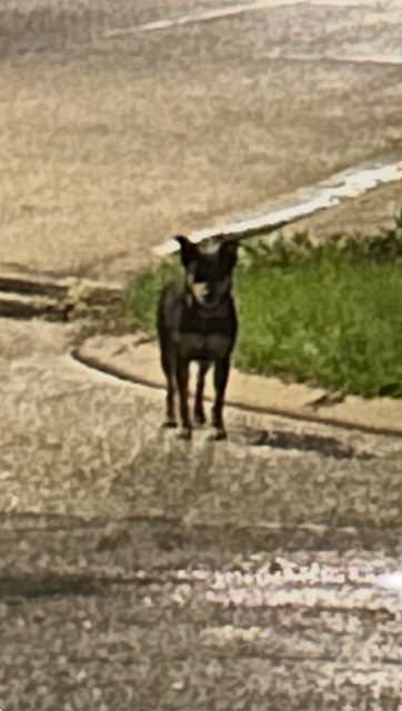 Found dog in Barrie