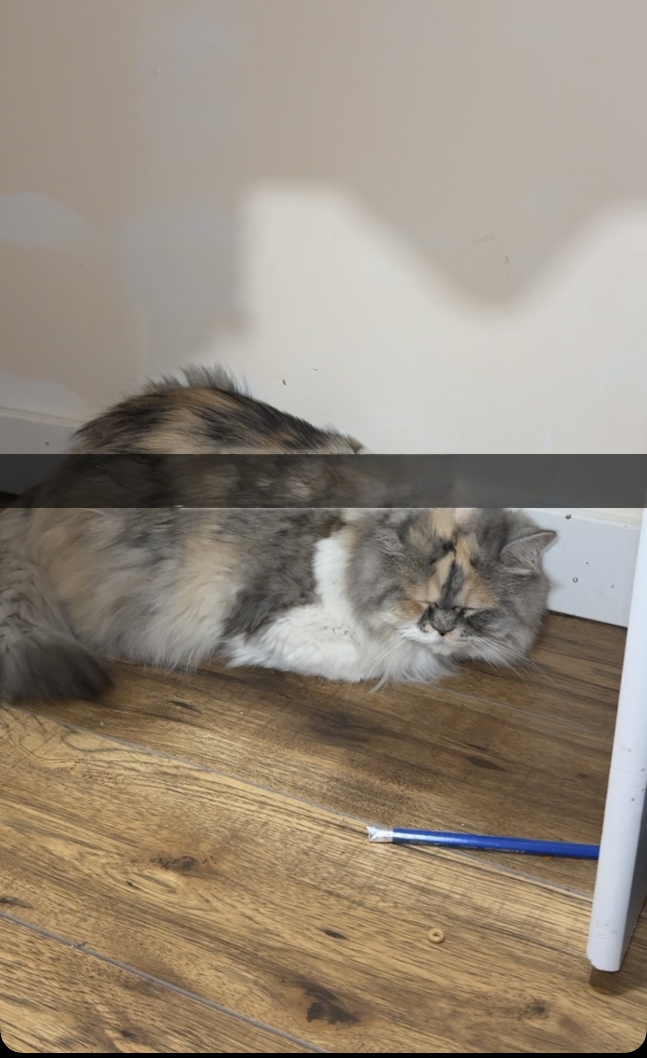 Found Cat in Linz