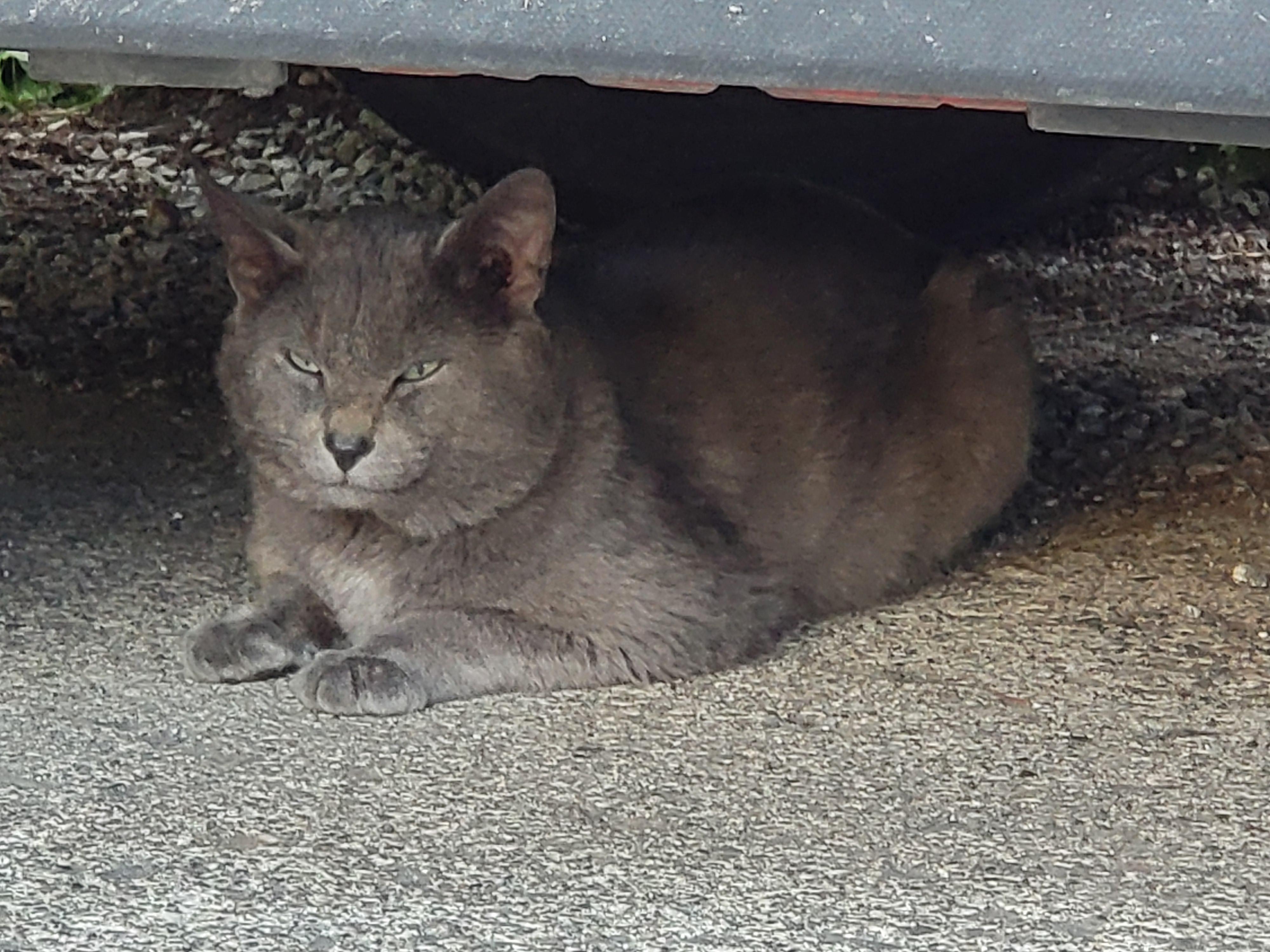 Found Male, intact Grey cat. Very shy. Saw yesterday on Borden Cresent..was able to give it a few treats but unable to get close enough to catch it in Prince George