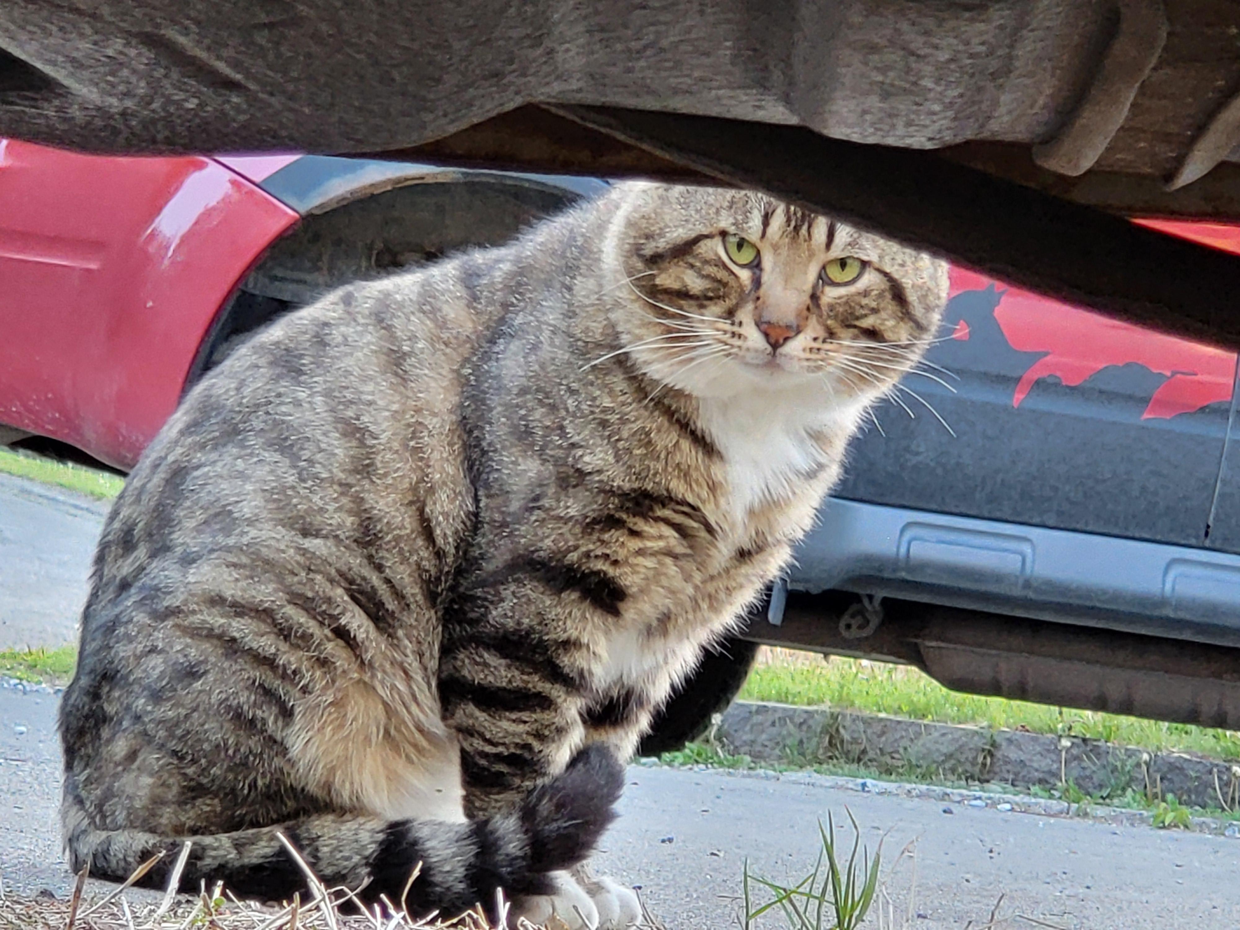 Found Striped cat. Thinking male but not able to get close enough to tell. Fed some treats but unable to catch before the cat ran off in Prince George