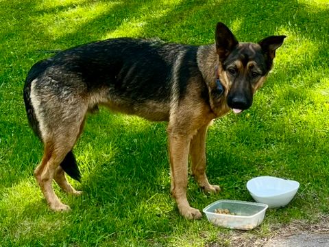 Found dog in North Bay