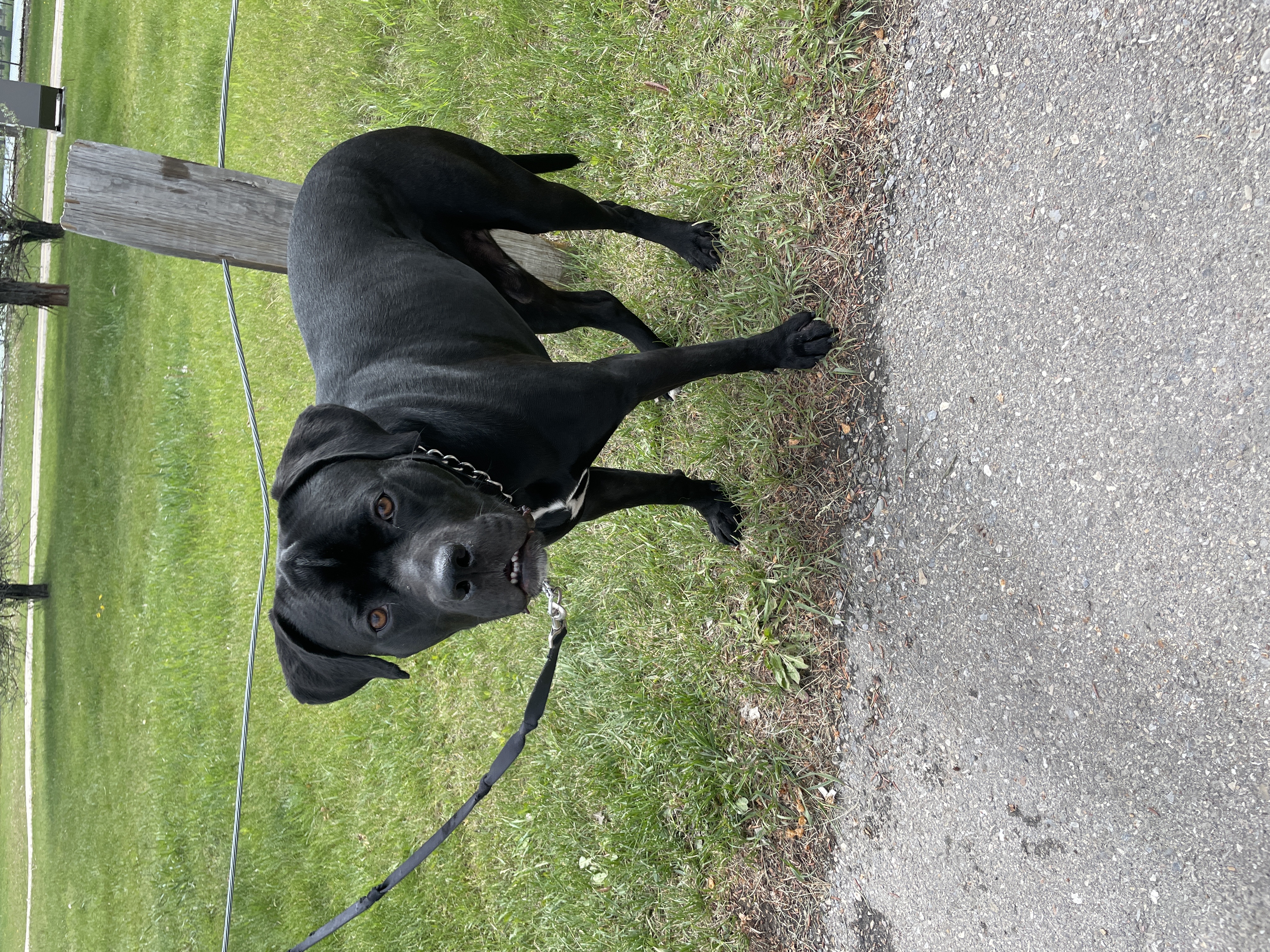 Found Dog in Calgary