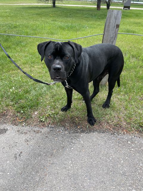 Chien trouvé à Calgary