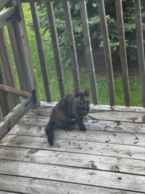 Found cat in London