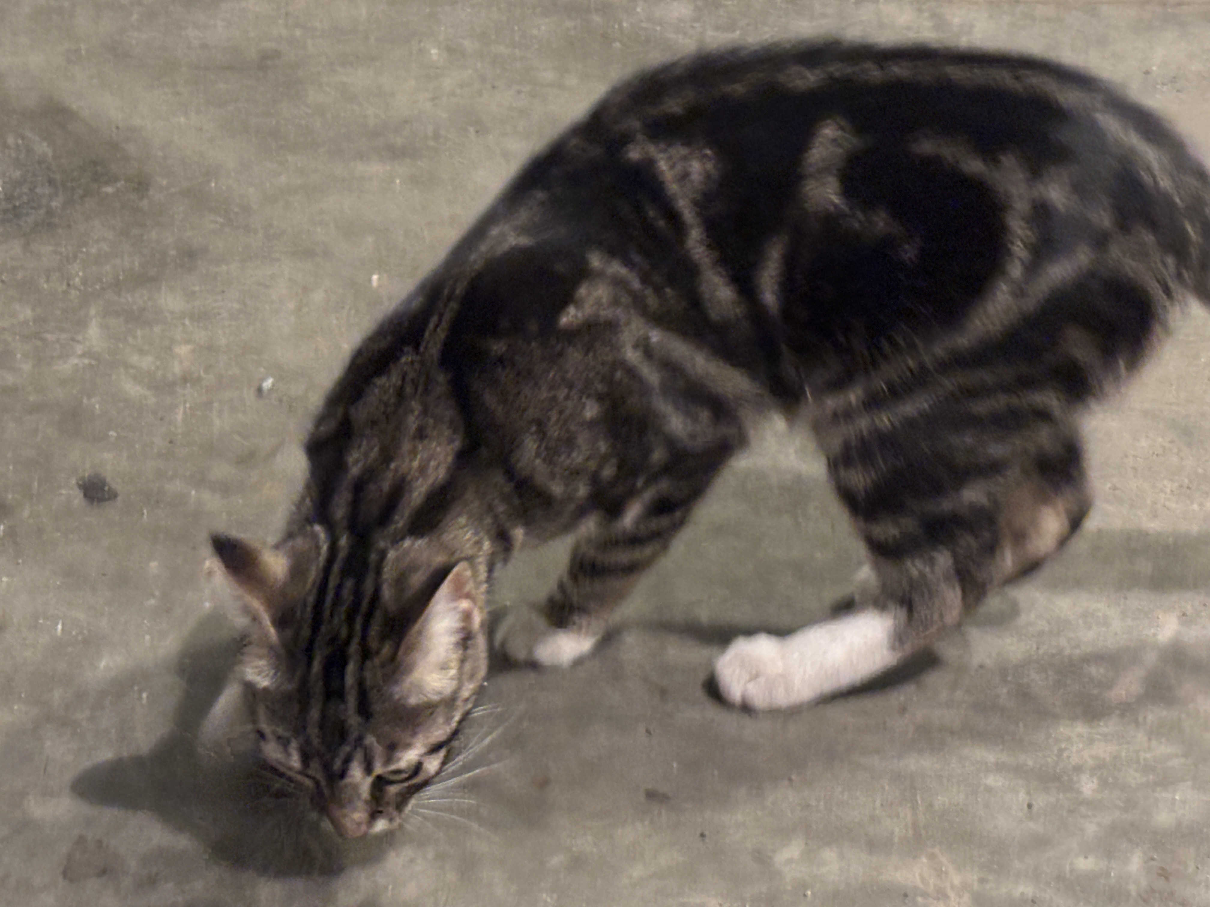 Found Black and brown stripped, with white paws in Calgary
