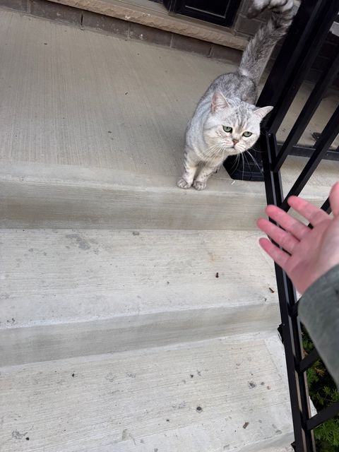 Found cat in Richmond Hill
