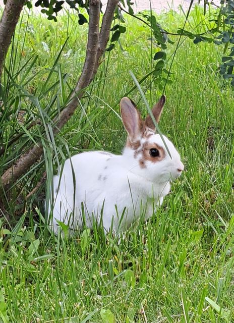 Found Rabbit in fabreville