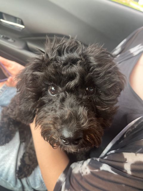 Found Dog in Terrebonne