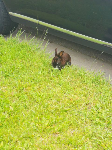 Found rabbit in Calgary