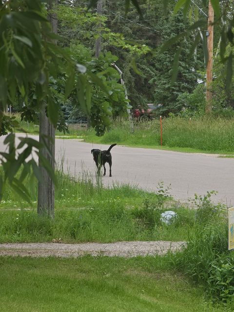 Found dog in Winnipeg