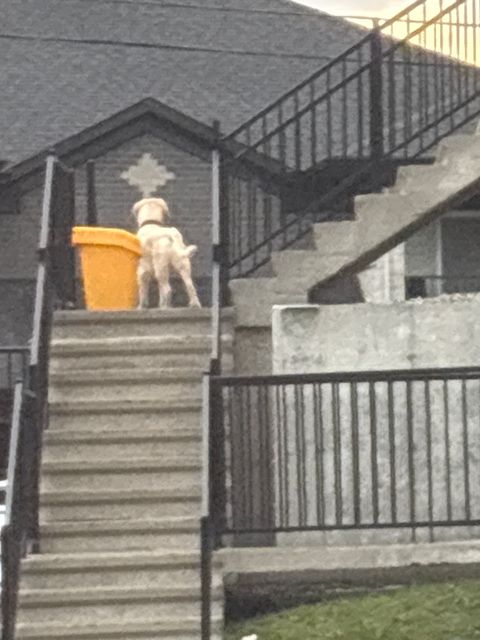 Found dog in Sherbrooke