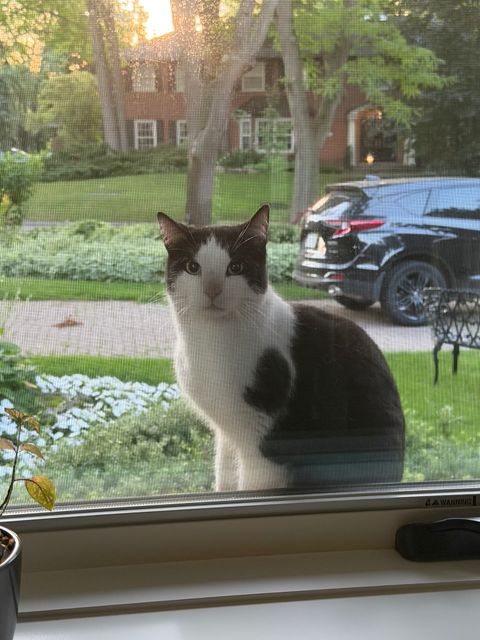Found Cat is safe with me and I will check for microchip. Apparantly it’s been in the area for 24 hours now. Extremely friendly in Etobicoke