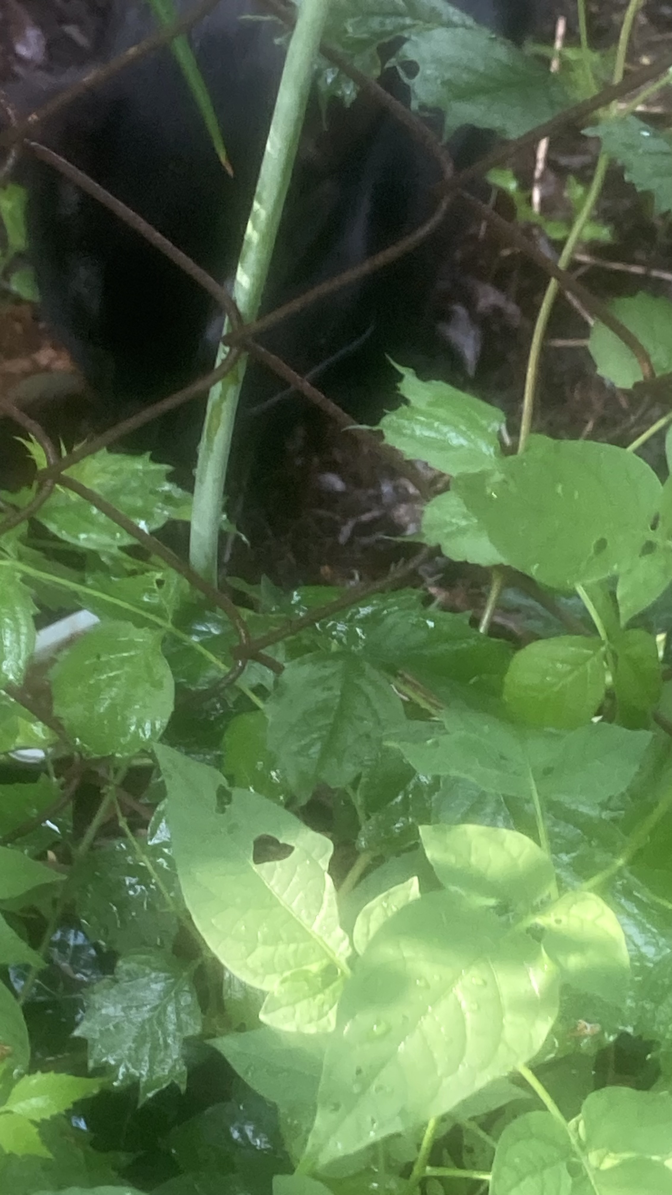 Found I saw this cat this morning black wearing a blue collar on Keith Street and Sinnicks Avenue in Niagara Falls