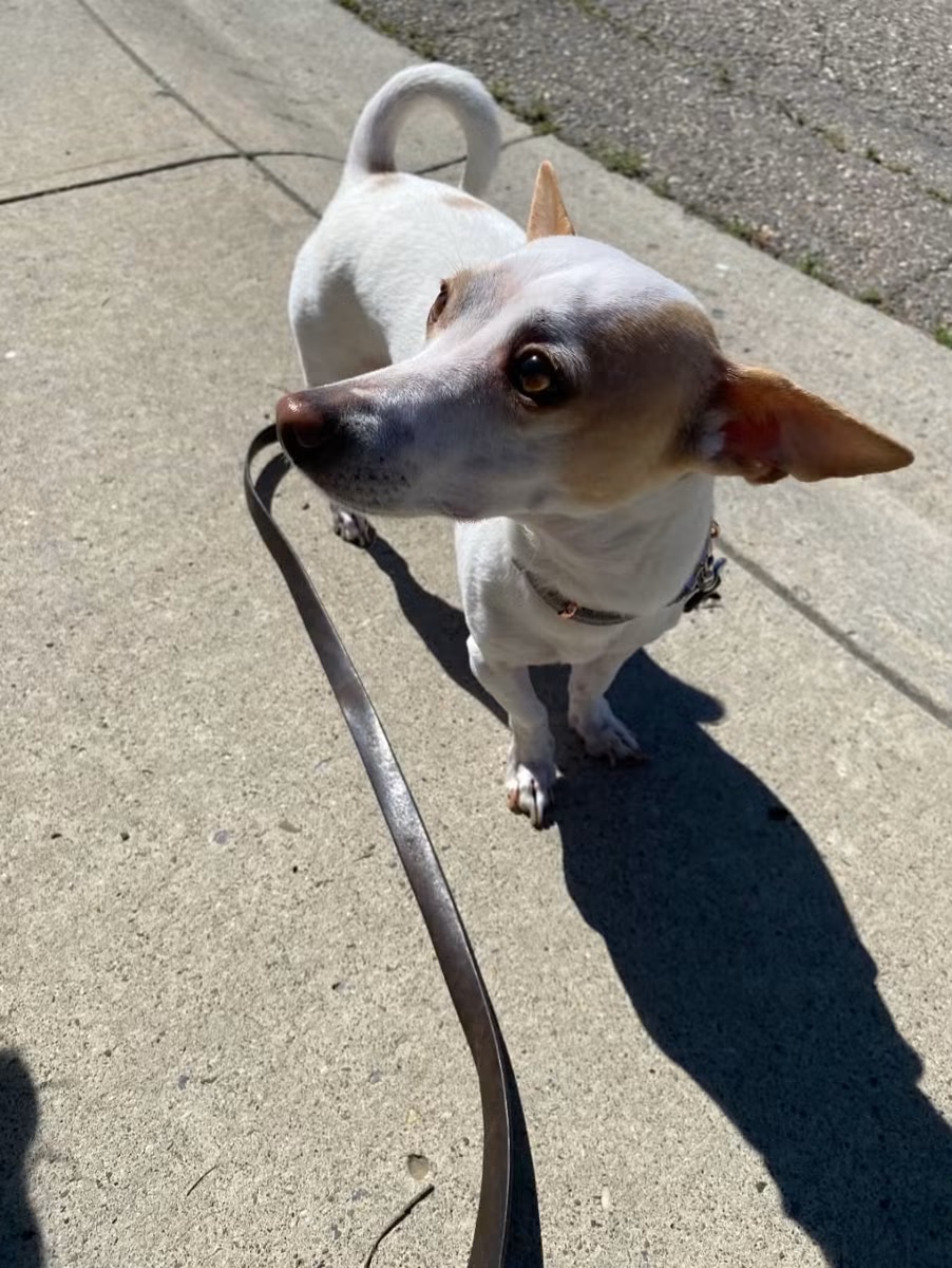 Found Dog in Calgary