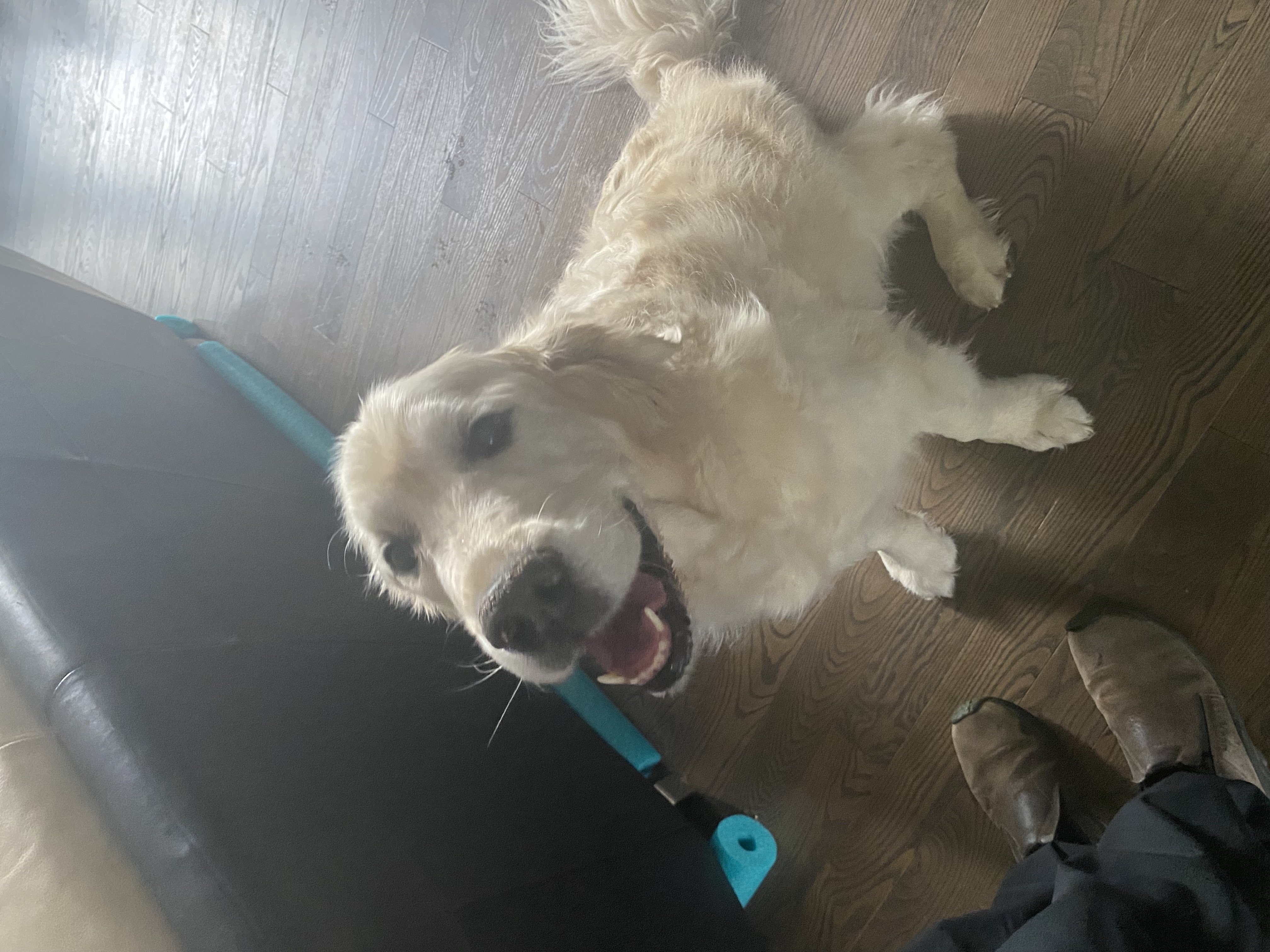 Found Golden retriever - English Cream? Wandered into our yard - no collar.  Handsome boy playing with our golden now. in Calgary