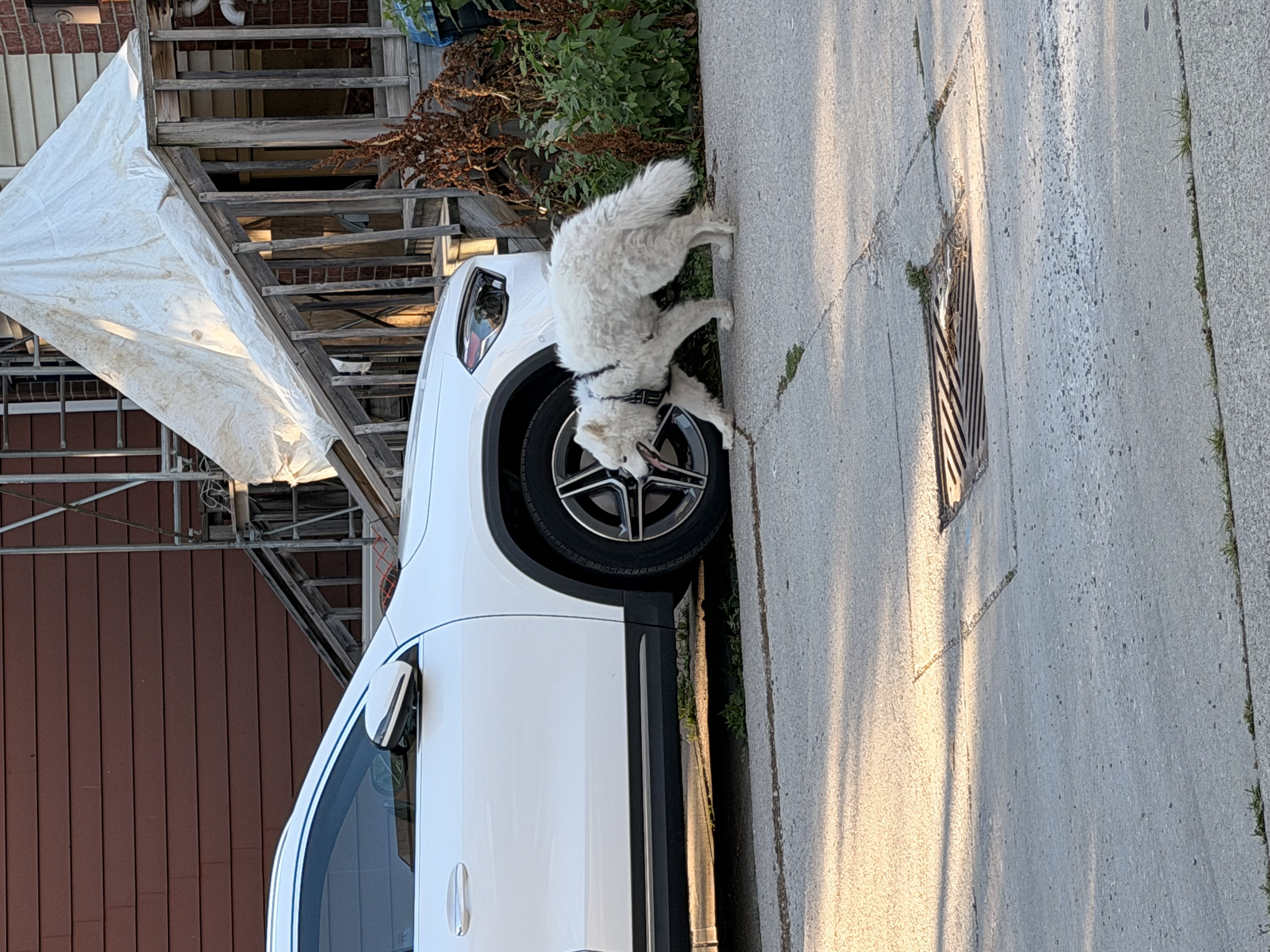 Found This dog had a harness on in Toronto