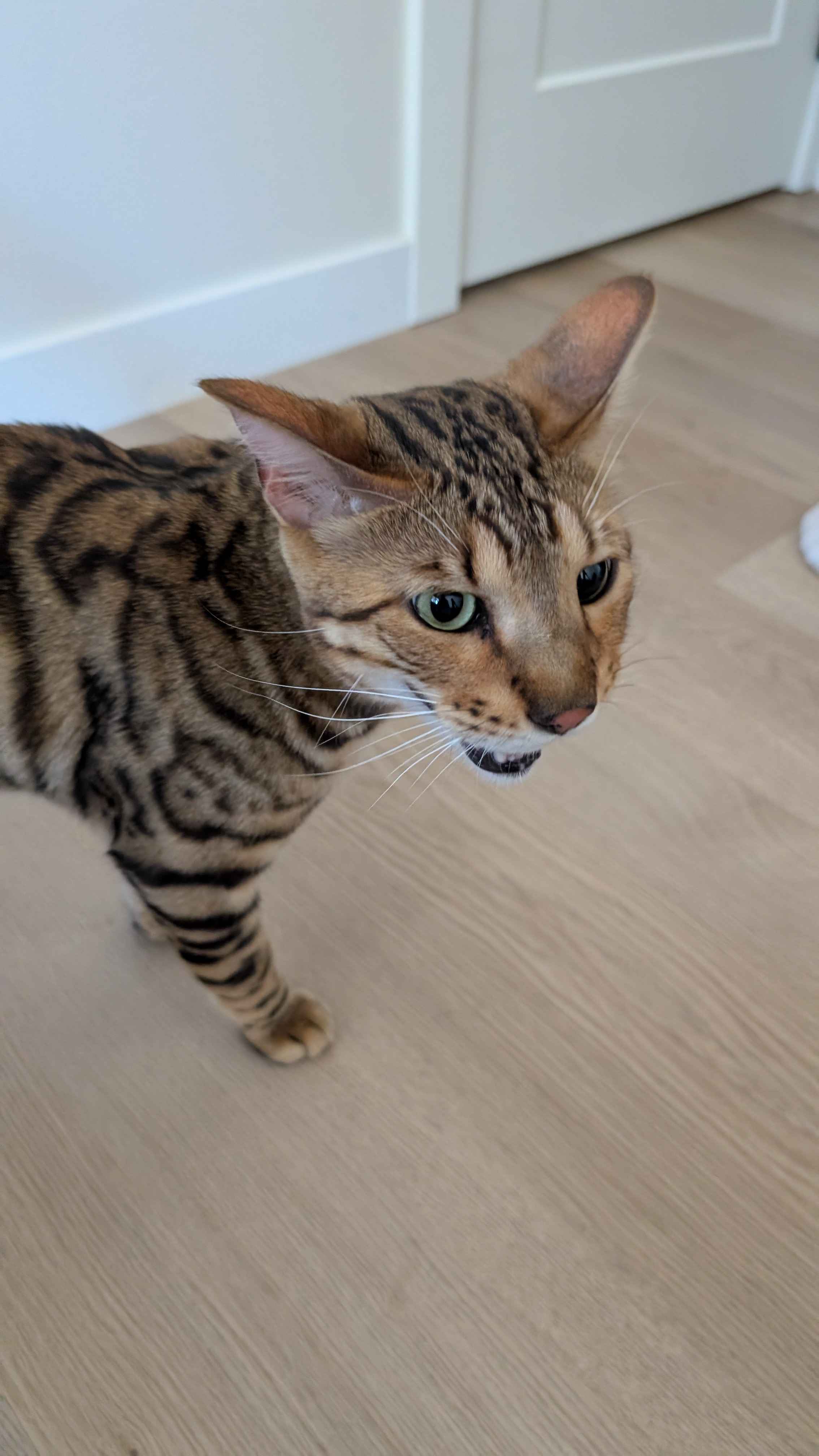 Found Male FIXED Bengal cat - very friendly.
NO COLLAR, NO TATTOO
The pupils are different size (Anisocoria), this might be due to an injury in Calgary