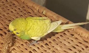 Found Small green and yellow budgie, blue cere (male) and blue feet. Quiet with a soft twitter and very skittish. Contact me with proof he's yours or if you have any info on an owner :] in Vancouver