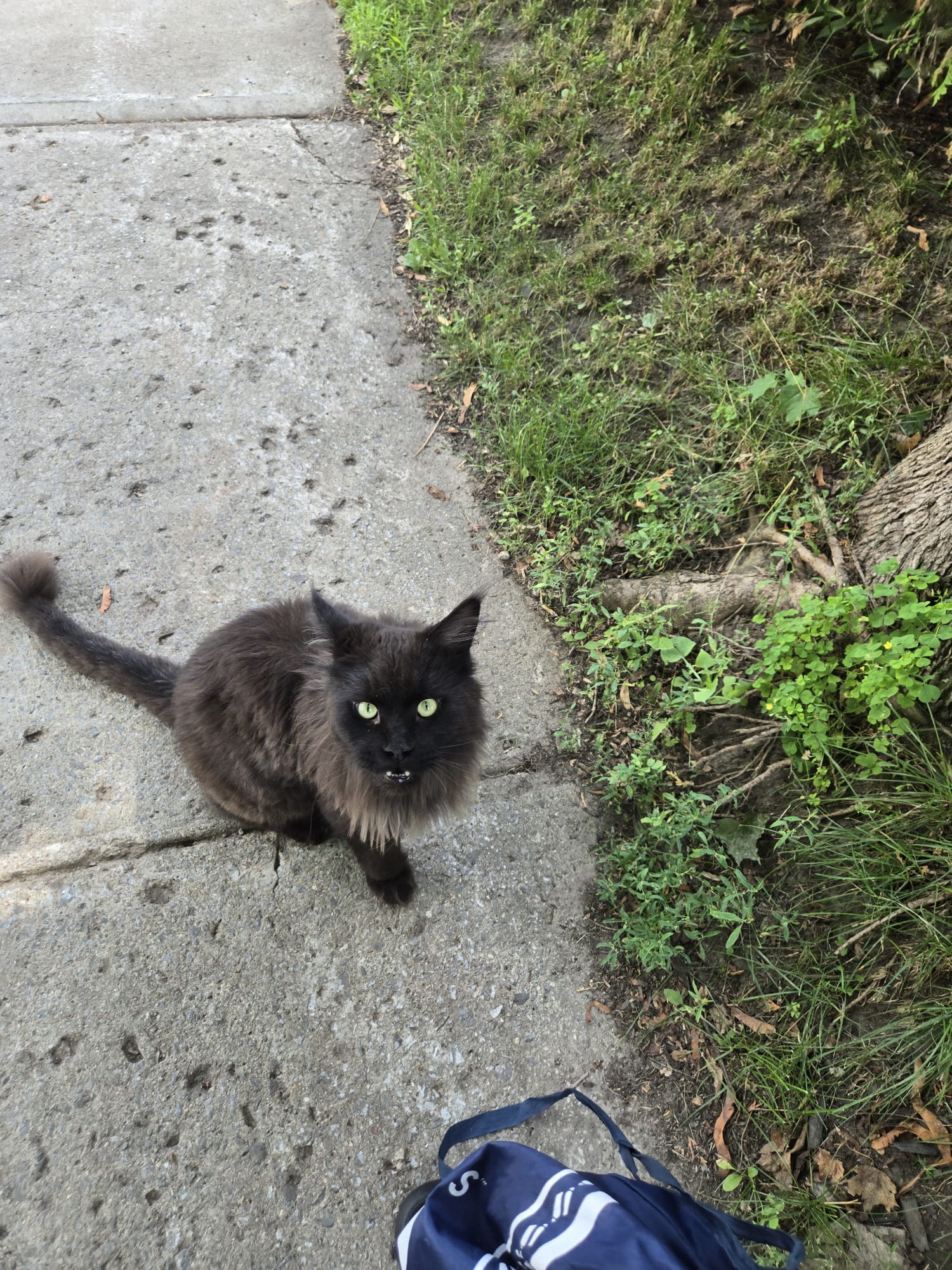 Found Cat in Mtl north
