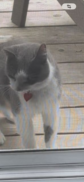 Chat trouvé à Boucherville