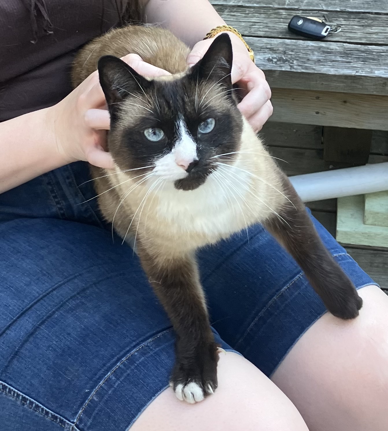 Found Found at 07:40 pm on 2026-07-18
Location found: San Jose Ave, Victoria, BC
Looks like it had a collar on, but was missing
Siamese, white nose, chest, and back legs, with a brown body. No tail, blue eyes
Tattoo? No
Tattoo details:
General temperament: Very friendly in Victoria