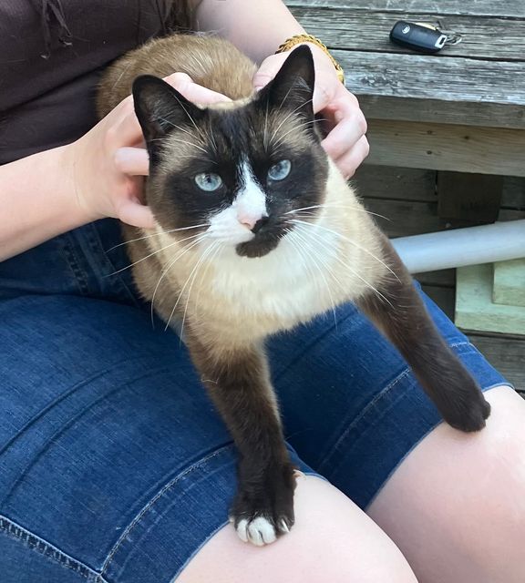 Chat trouvé à Victoria
