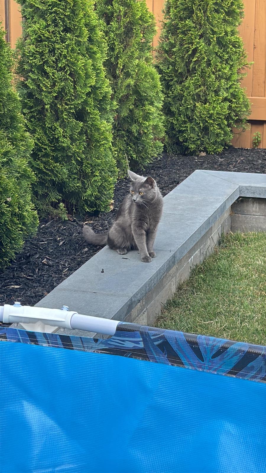 Found Male
Very friendly
He seems very young in Vaughan