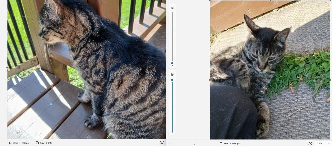 Found Grey black, grey eyes, young, think a female, does not want to leave for the last 3 days stays outside all night some said it might be flipper some said might be sunshine ?????? she could be lost or abandoned. She is always close and outside call if you want to see her in Dieppe