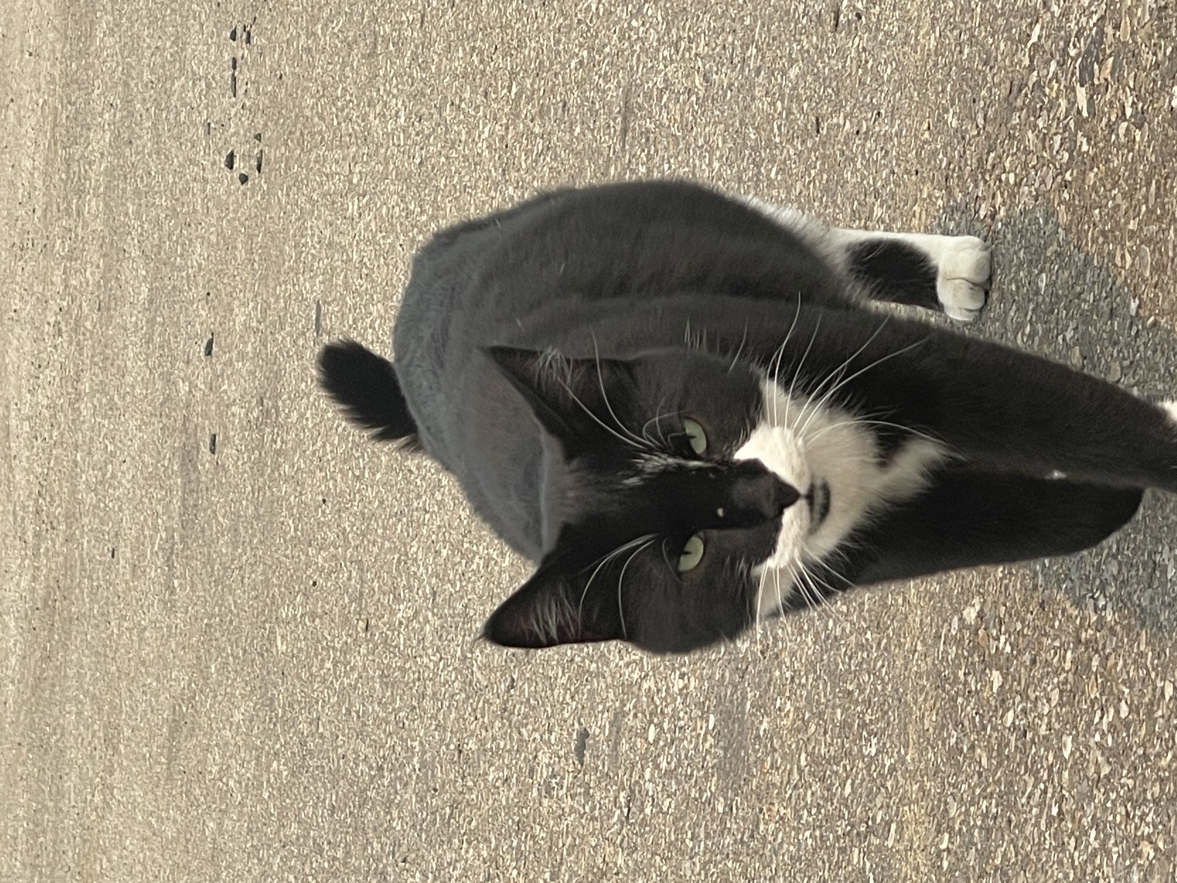 Found No collar in Calgary