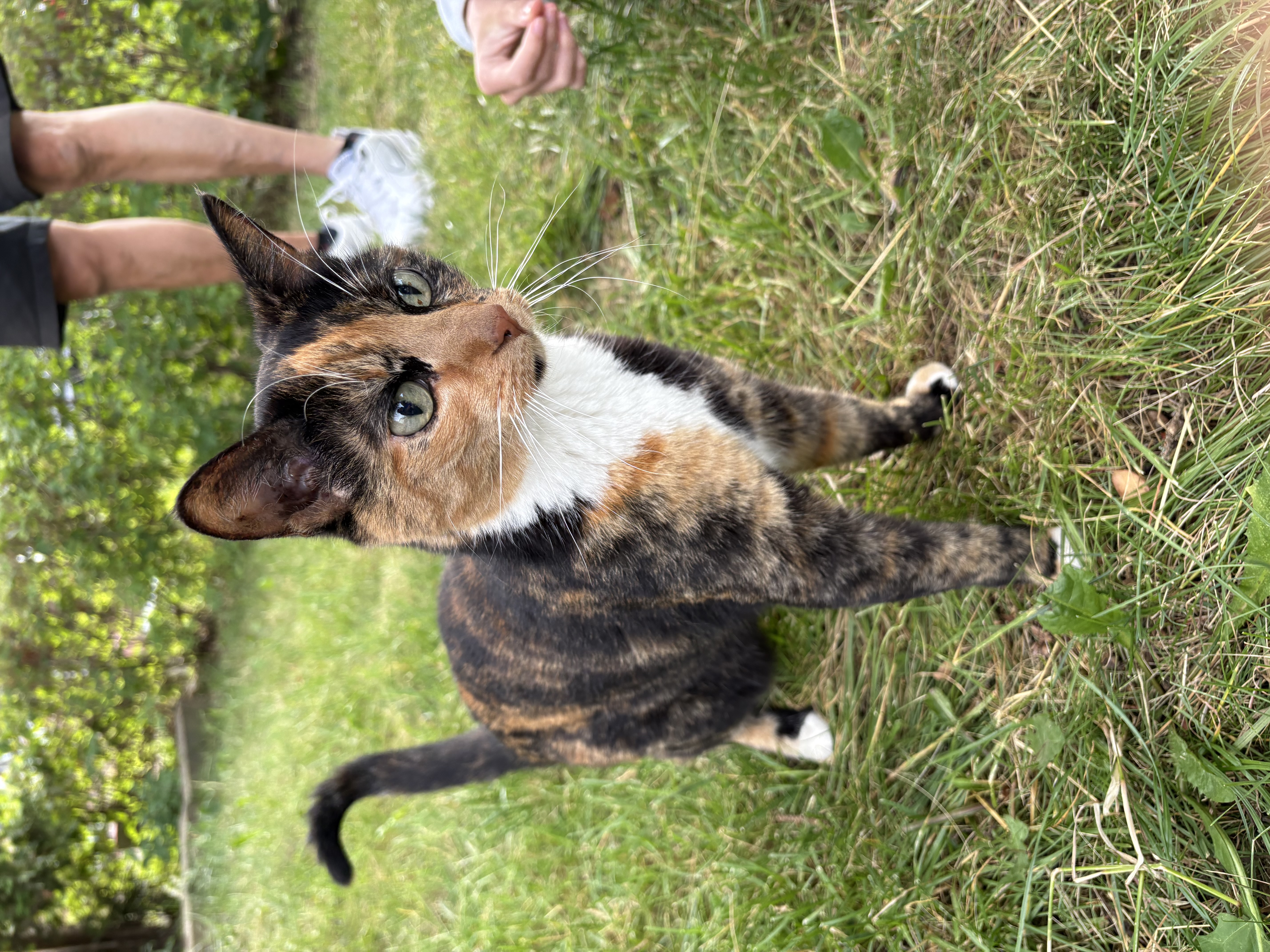 Found ginger black and white cat in Pierrefonds