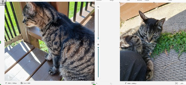 Found black and grey young female definitely abandoned around our house for many days and acts abandoned if anyone wants a young cat to adopt please call or email to view she is free and she is friendly enough but still acts abandoned in Dieppe