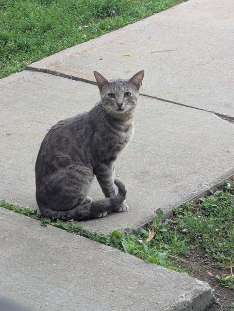 Found Cat in Québec
