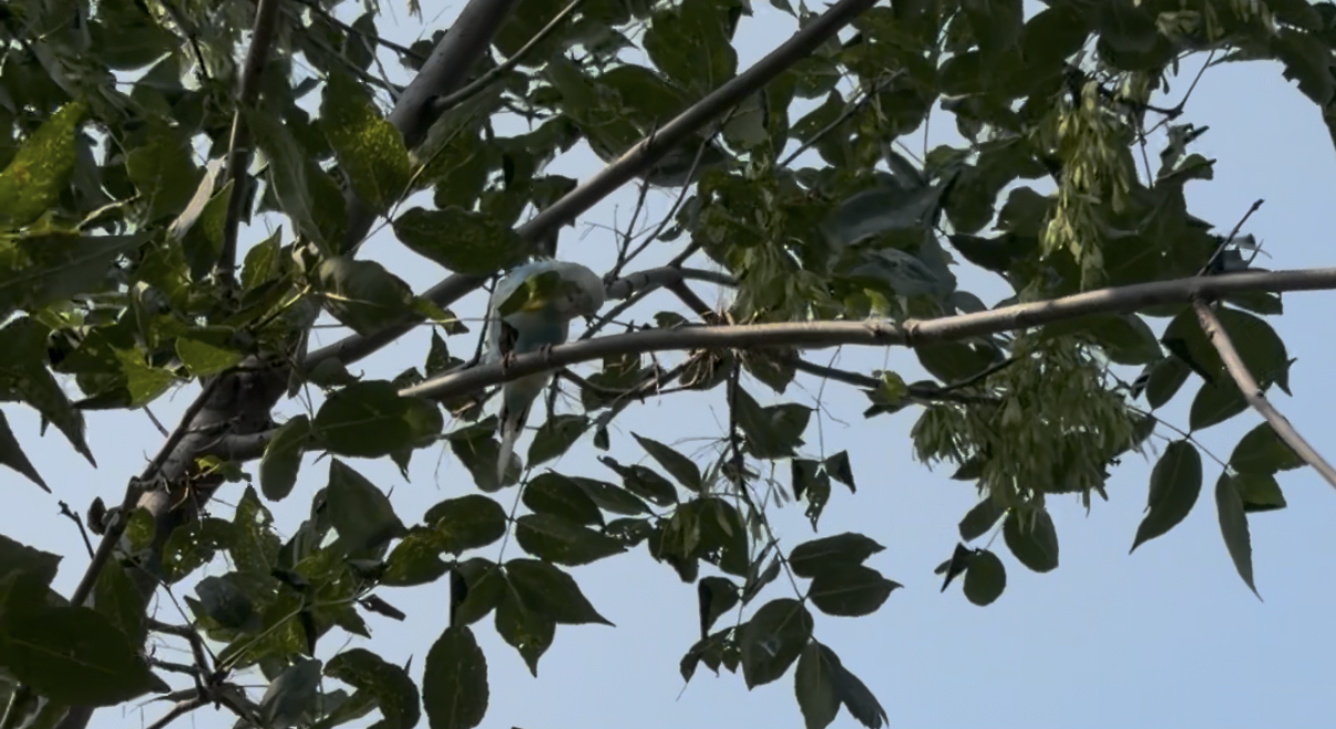 Found Bird in Edmonton