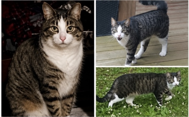 Found Brown striped tabby with white markings. White blaze on forehead that runs down to his cheeks /chest.
Left nicked ear 
Four white paws 
White belly tabby striped tail 
Friendly, affectionate.  
Indoor outdoor 
Male neutered 
No microchip in Kincardine